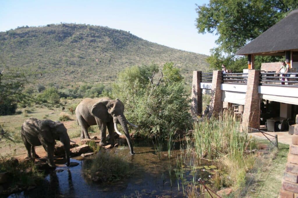 Elephants drinking water at a safari lodge in Pilanesberg.